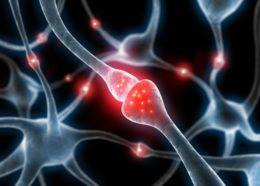 Das Endocannabinoidsystem: Körpereigene Cannabinoide und Cannabinoidrezeptoren