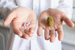 Das Cannabis-Dilemma: Ein breites therapeutisches Potenzial bei einer bisher begrenzten klinischen Forschung
